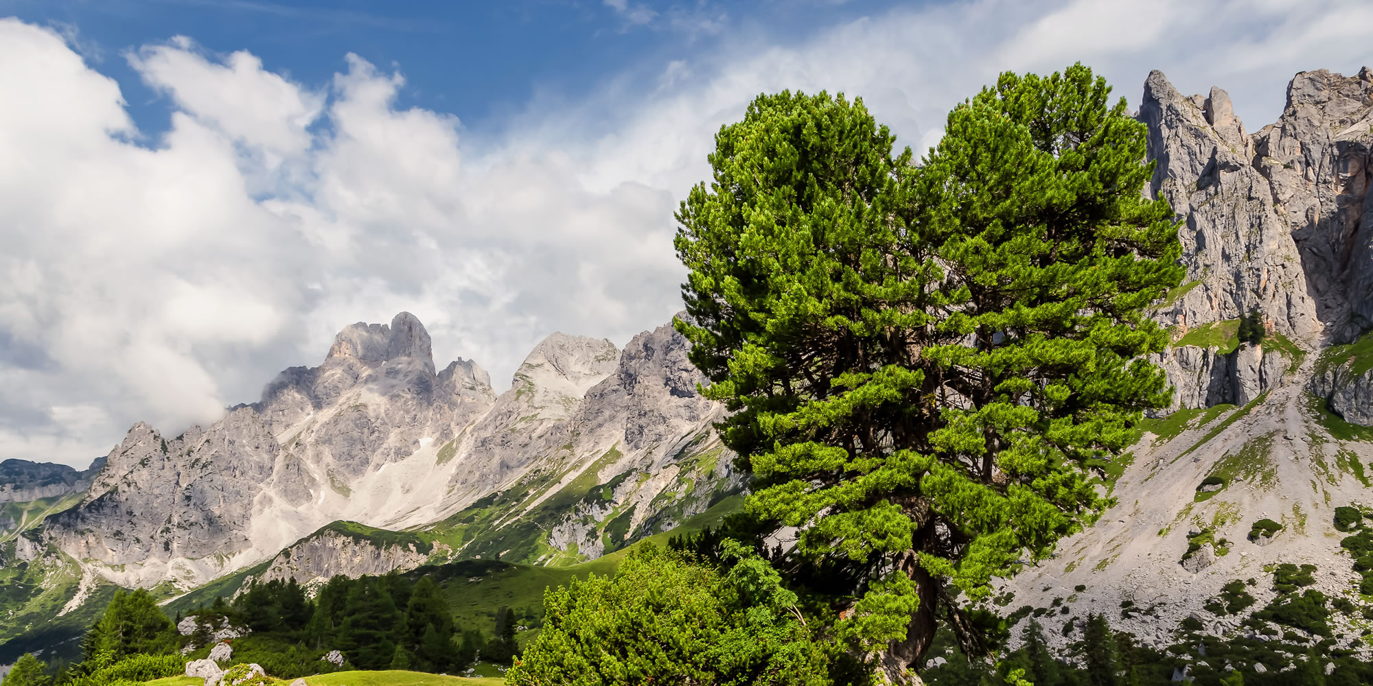 Berglandschaft mit Zirbenbaum in Herzform - Sommerurlaub in Filzmoos